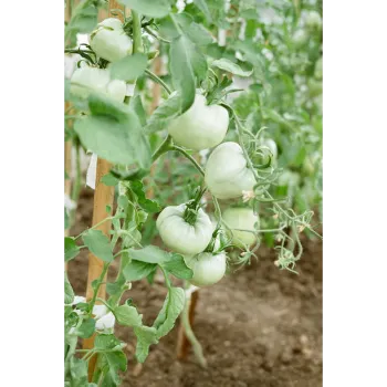 Natural Tomato Plant